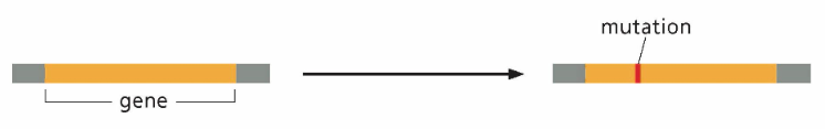 <p>What type of genome alteration is in this photo?</p>