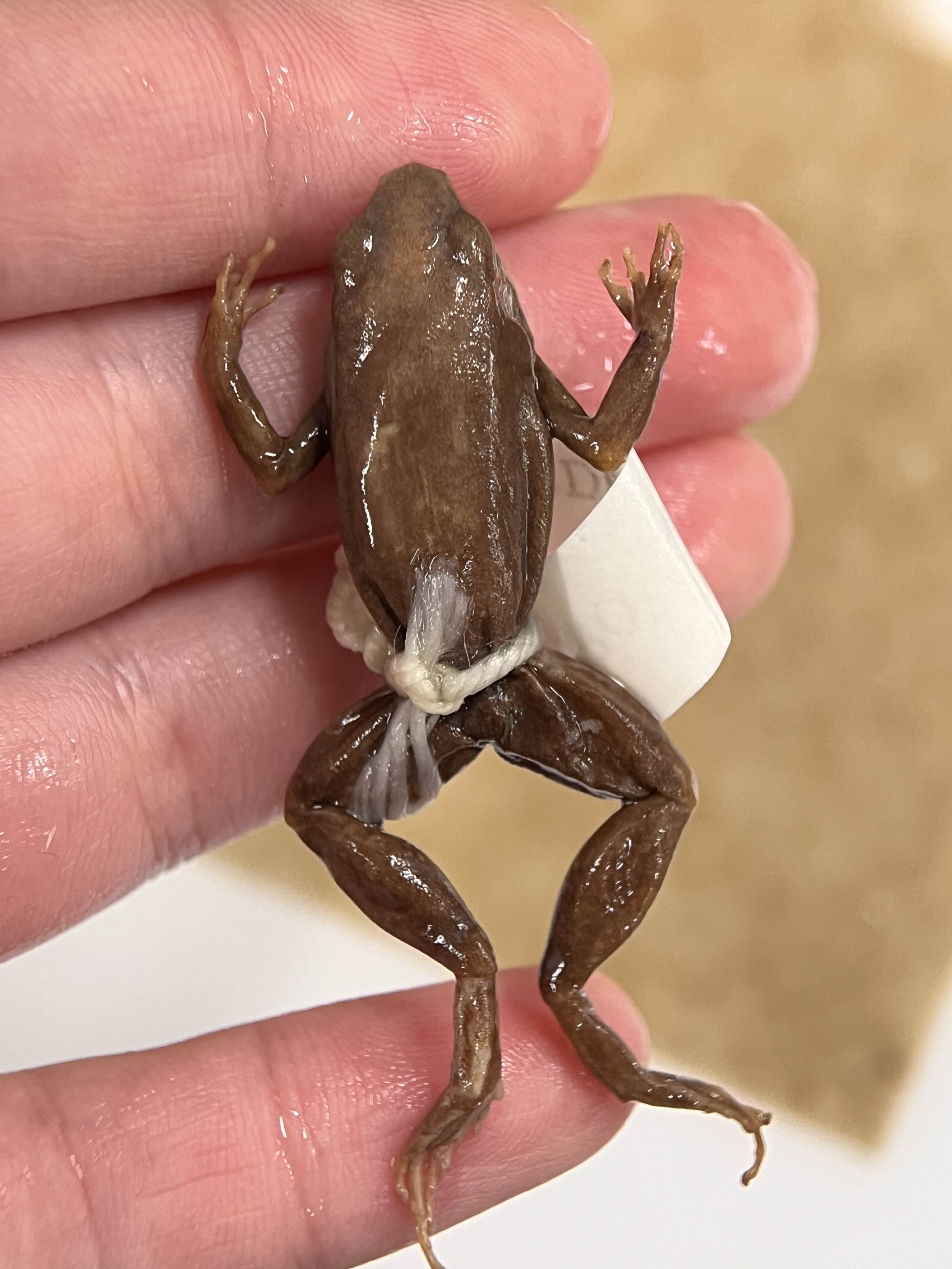 <p>Family?</p><ul><li><p>Toepads</p></li><li><p><strong>Madagascar </strong></p></li><li><p>uses a strange mode of amplexus</p></li><li><p><100 species</p></li></ul><p></p>