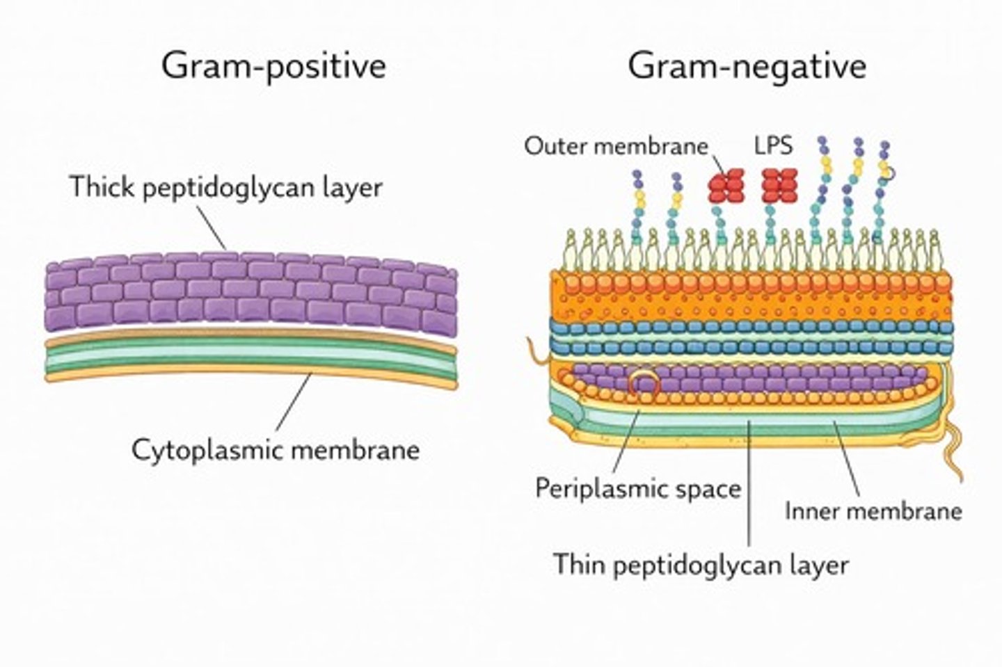 <p>Capsids can be helical, polyhedral, or complex.</p>