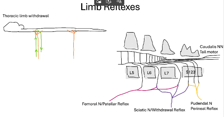 <p>look over this, but do not expect this to be tested</p>