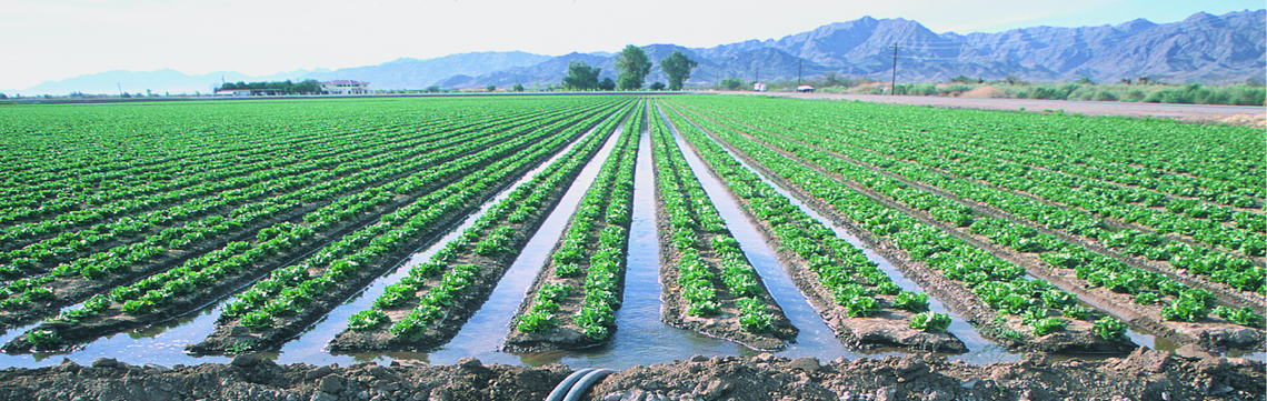 <p><span>a surface irrigation method where water is directed into shallow, parallel channels (furrows) that run between rows of crops</span></p>