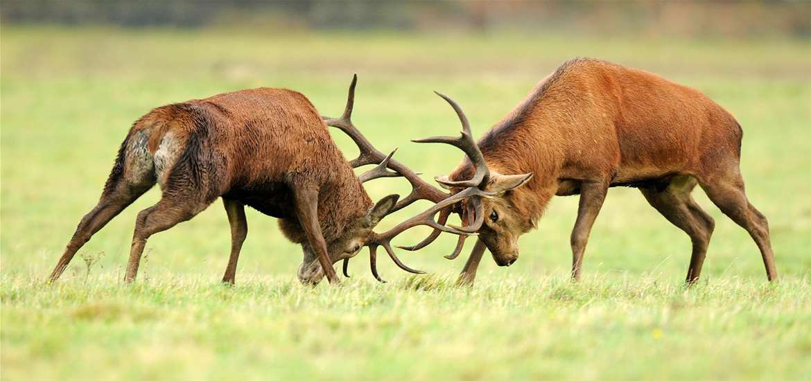 <p>Male to male rivalry is a process where males are selected for larger body size or weaponry. Males use these through real or ritualised conflict to increase their access to females for mating and for dominance. Examples of features selected for are antlers or horns.</p>