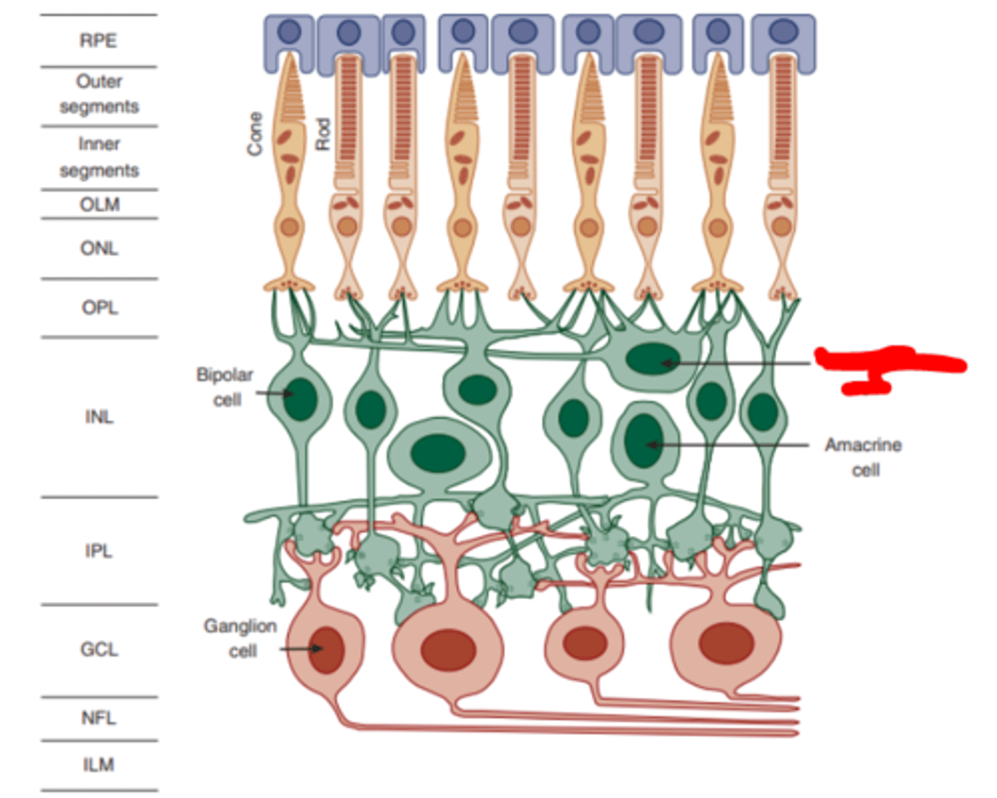 <p>dendritic trees of these cells synapse with a large number of photoreceptors laterally manifesting substantial spatial summation. Also feed forward to bipolar cells.</p>