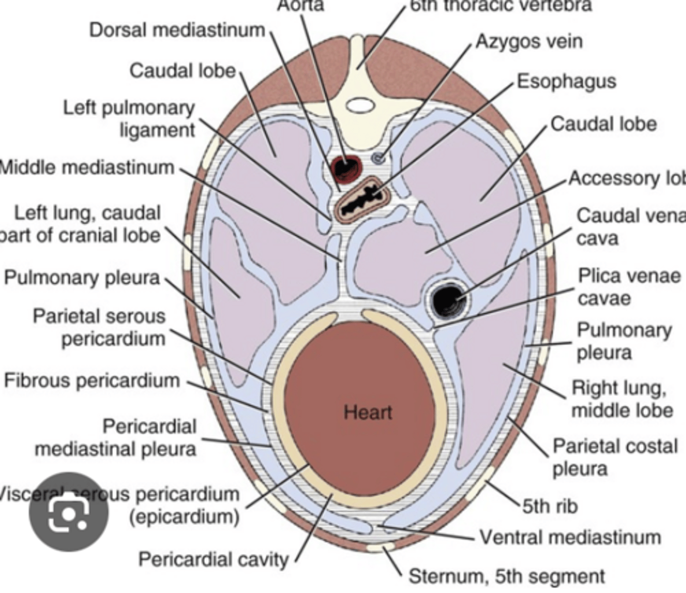 <p>this cross section shows the intricate anatomy of the respiratory system and the anatomic associations of w/ the components of the ______ ______.</p><p>this intricate association is important to consider because diseases affecting the _____ ____ or ___________ may also impact the respiratory system</p>