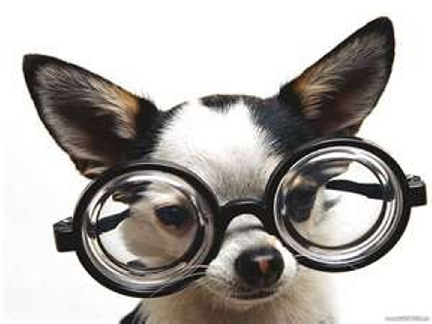 <p>I wear glasses</p>