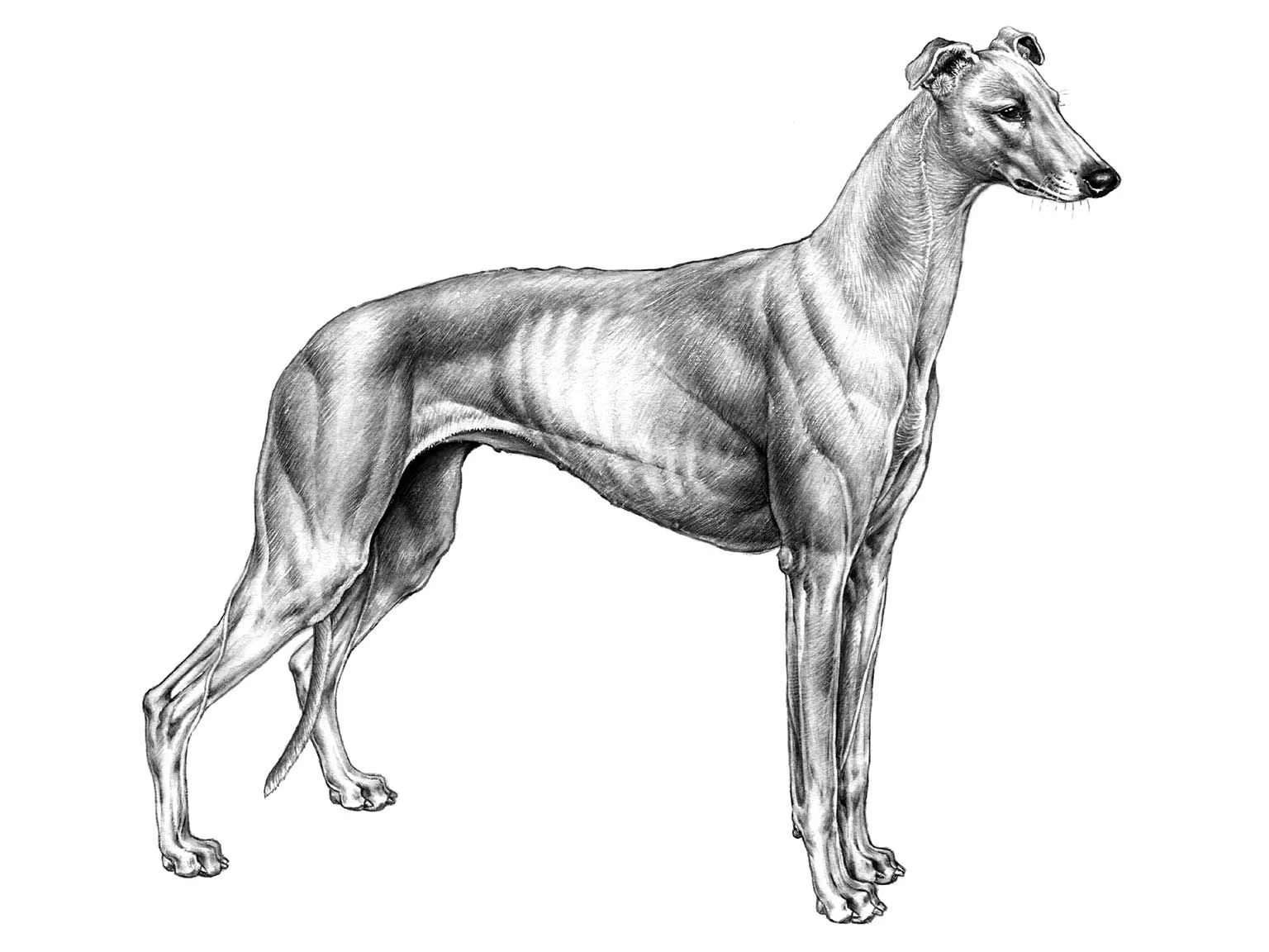 <p>Greyhound</p>
