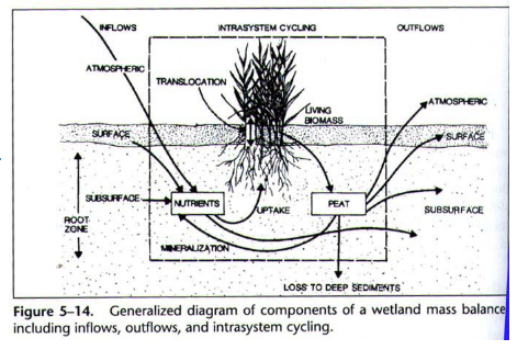<p>How do wetlands improve water quality?</p>