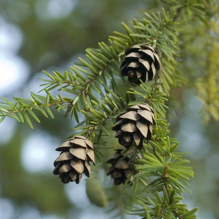 <p>Eastern Hemlock </p>