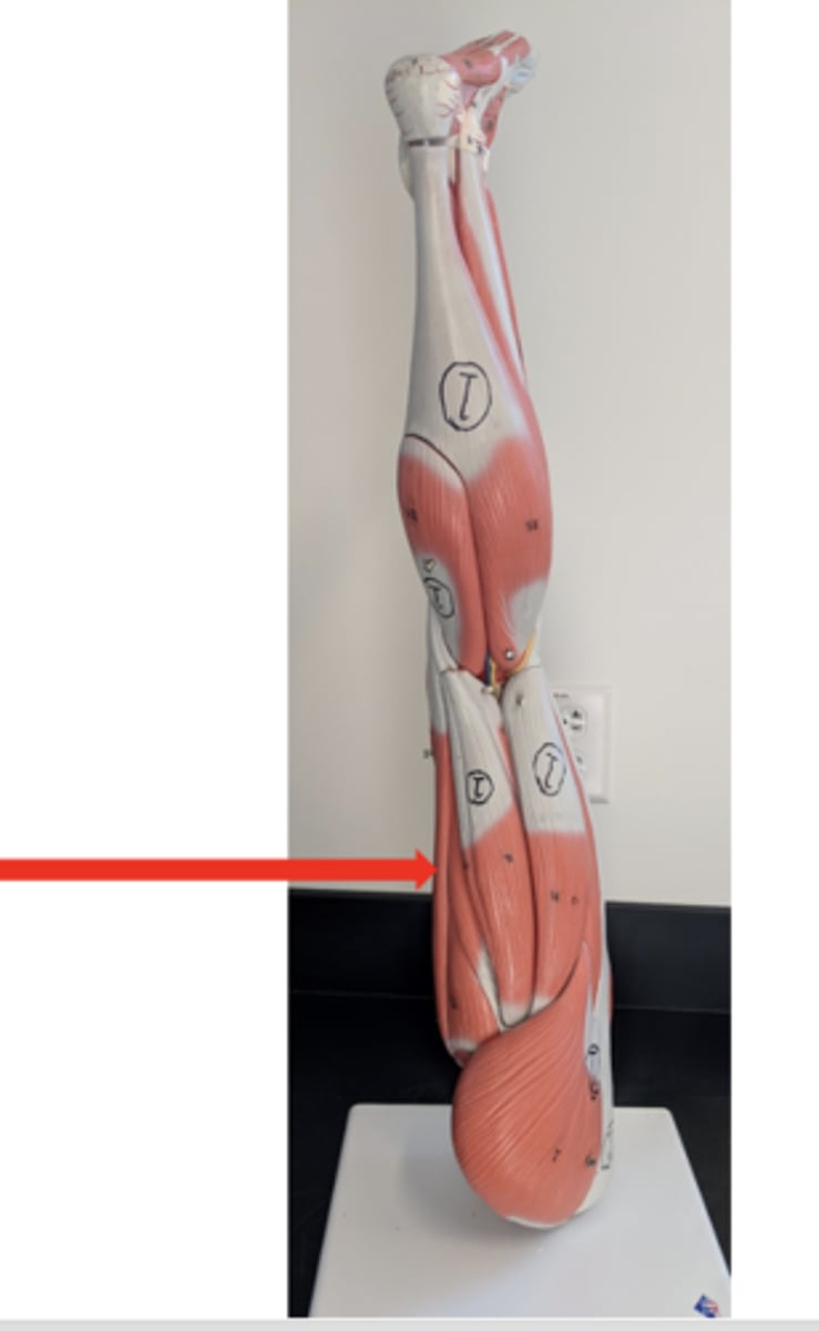 <p>what is this?</p>