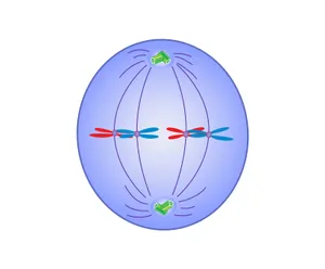 <ul><li><p>Chromosomes line up at the <strong>metaphase plate (equatorial plane)</strong>.</p></li><li><p><strong>Cohesin proteins hold sister chromatids together</strong>.</p></li><li><p>The alignment ensures equal division.</p></li></ul><p></p>