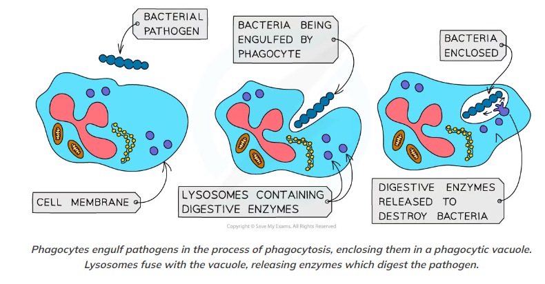 * Chemicals released by pathogens, as well as chemicals released by the body cells under attack, e.g. histamine, attract phagocytes (macrophages) to the site where the pathogens are located 
* They move towards pathogens and recognise the antigens on the surface of the pathogen as being non-self
* The cell surface membrane of a phagocyte (macrophage) extends out and around the pathogen, engulfing it and trapping the pathogen within a phagocytic vacuole
  * This part of the process is known as endocytosis
* Enzymes are released into the phagocytic vacuole when lysosomes fuse with it
* These digestive enzymes, which includes lysozyme, digest the pathogen
* After digesting the pathogen, the phagocyte will present the antigens of the pathogen on its cell surface membrane
  * The phagocyte becomes what is known as an antigen presenting cell
* The presentation of antigens initiates the specific immune response