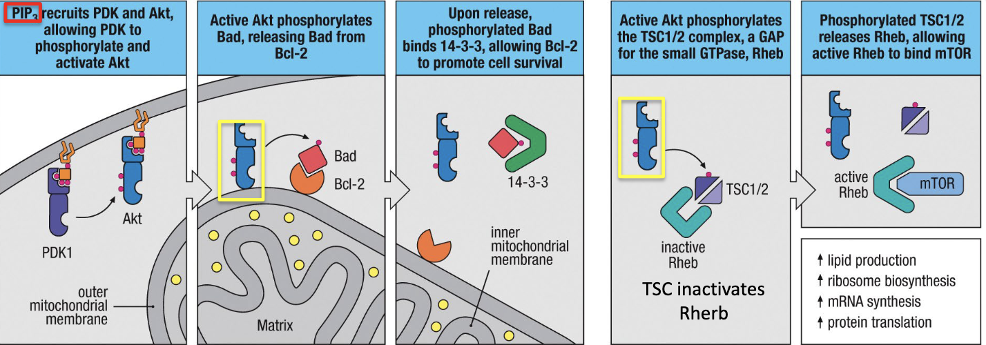 1. Akt and PDK1 bind to PIP3 in the cell membrane
2.PDK1 phosphorylates Akt
3. Phosphorylated Akt phosphorylates Bad which releases Bad from Bcl-2.
4. Bad binds 14-3-3, which promotes cell survival
5. Akt phosphorylates a GAP for Rheb which allows Rheb to bind to mTOR for increased cellular metabolic activity