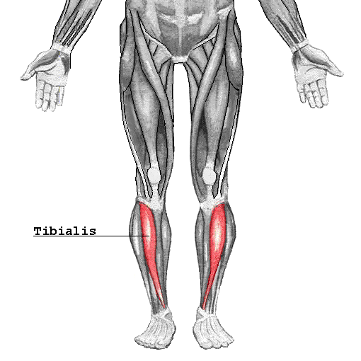 <p>Dorsiflexion of foot</p><ul><li><p>shin</p></li></ul><p></p>