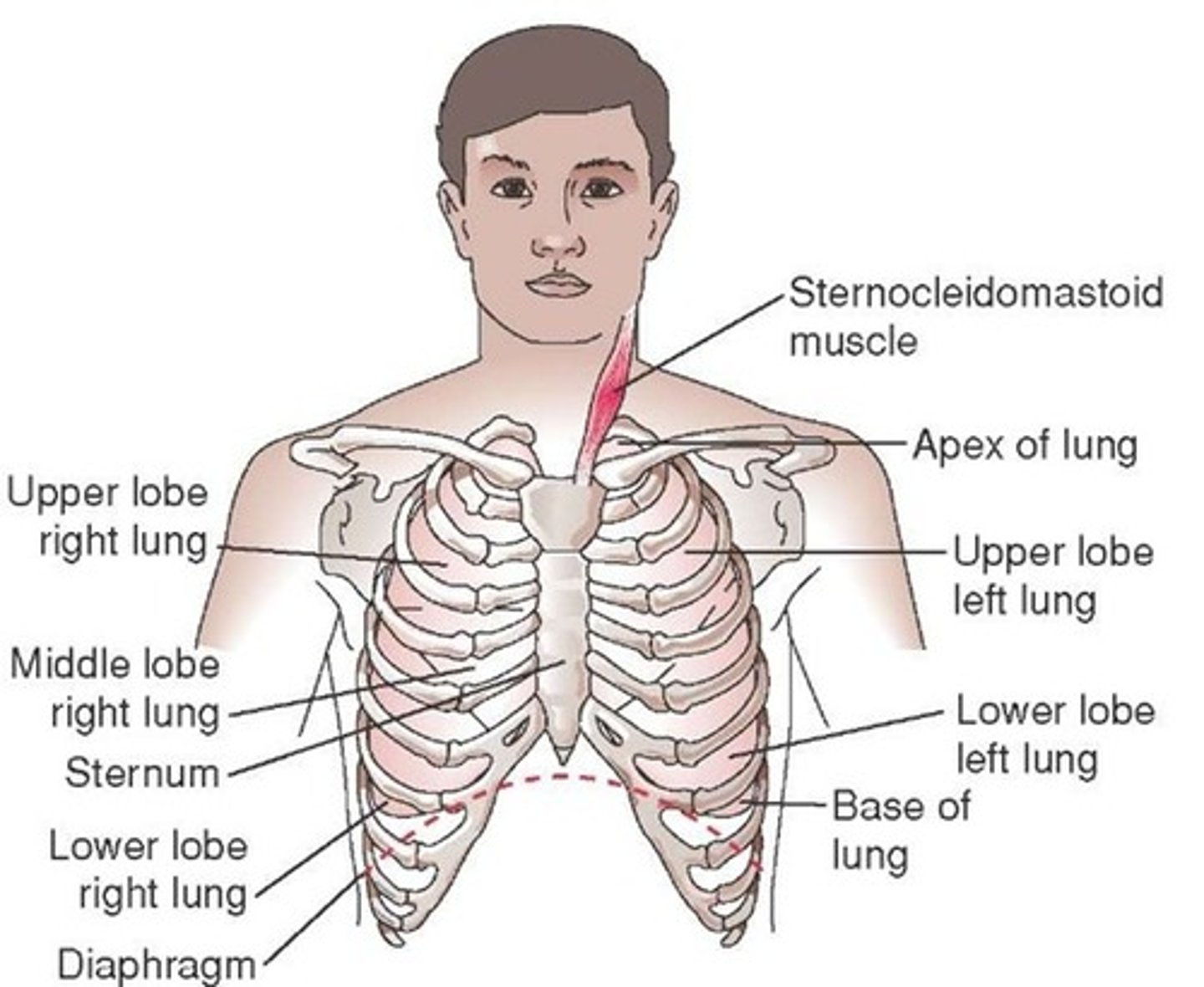<p>rib cage / chest area</p>