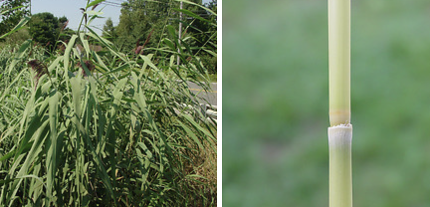 <p>common reed A</p>