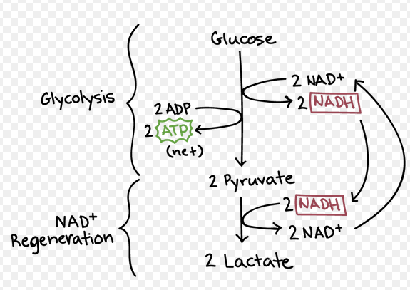 <ul><li><p>In animal cells and some bacteria cells</p><ul><li><p>Pyruvate is reduced to form lactic acid</p></li><li><p>NADH is converted to NAD+ to be reused in glycolysis</p></li></ul></li><li><p>In yeast, plants, and some bacteria cells:</p><ul><li><p>Pyruvate is reduced to form alcohol and CO<sub>2</sub></p></li><li><p>NADH is converted to NAD+ to be reused in glycolysis</p></li></ul></li><li><p>Fermentation requires NO extra ATP</p></li><li><p>Main goal is to replenish NAD+for glycolysis</p></li></ul><p></p>