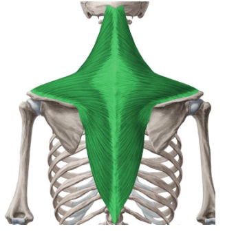 <p><span>Oorsprong: Bovenste vezels: protuberantia occipitalis externa, lig</span><span><br></span><span>Nuchea, processus spinosus C1-C7</span><span><br></span><span>Middelste vezels: Processus spinosus T1-T5</span><span><br></span><span>Onderste vezels: Processus spinosus T6-T12</span><span><br></span><span>Aanhechting:</span><span><br></span><span>Bovenste vezels: laterale 1/3 clavicula en acromion</span><span><br></span><span>Middelste vezels: spina scapulae (buitenste derde)</span><span><br></span><span>Onderste vezels: spina scapulae (middelste derde)</span></p><p><span>Functie:</span><span><br></span><span>Adductie van het schouderblad. Bovenste vezels geven elevatie, onderste vezels depressie van het schouderblad</span><span><br></span><span>Unilateraal werking ontstaat een extensie, lateroflexie en wegdraaien hoofd</span><span><br></span><span>Bilaterale werking ontstaat een extensie van hoofd</span><span style="color: transparent;"> en</span><br><span style="color: transparent;">nek.</span><span><br></span></p>
