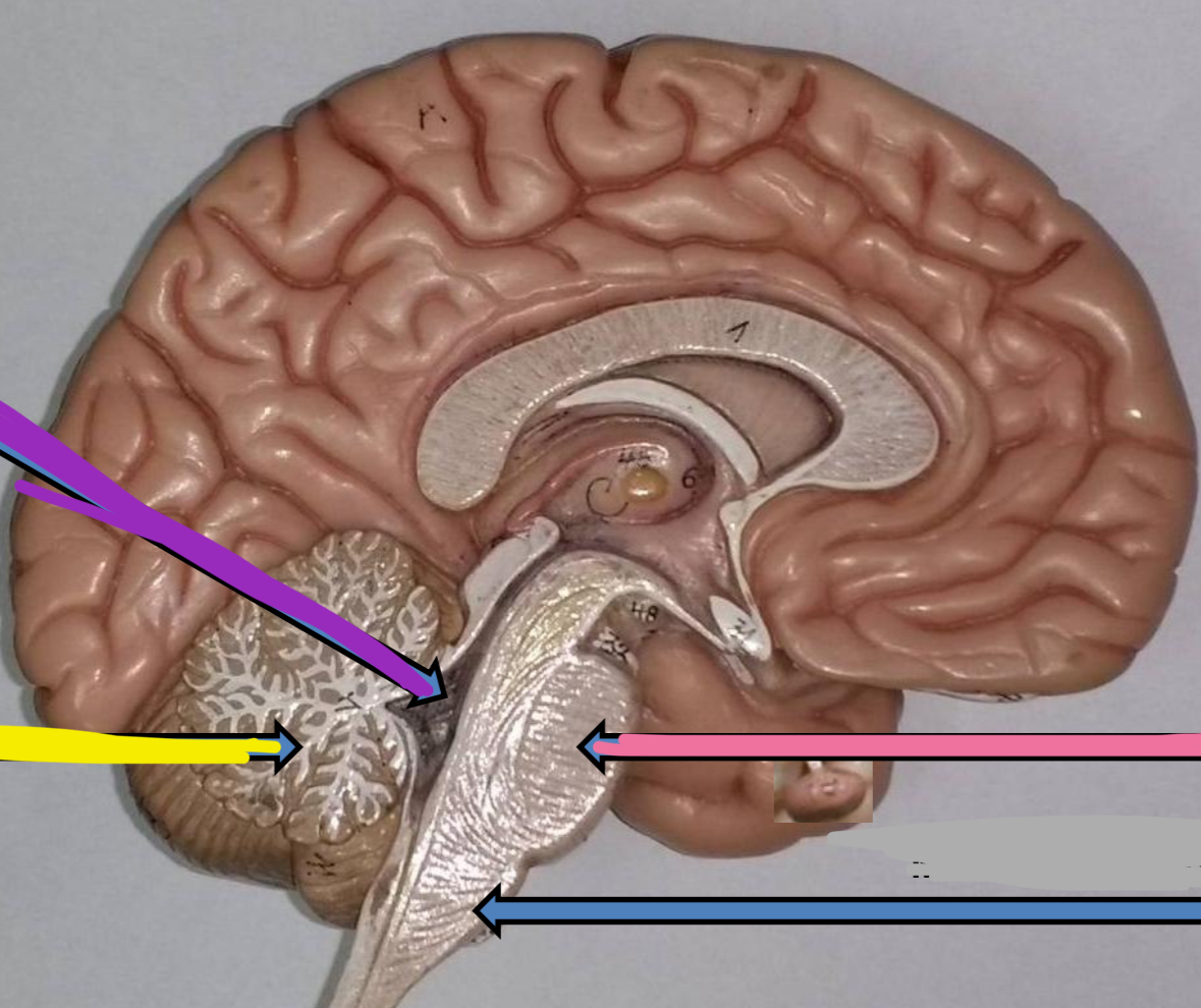 <p>Blue points to what part of the Hindbrain</p>
