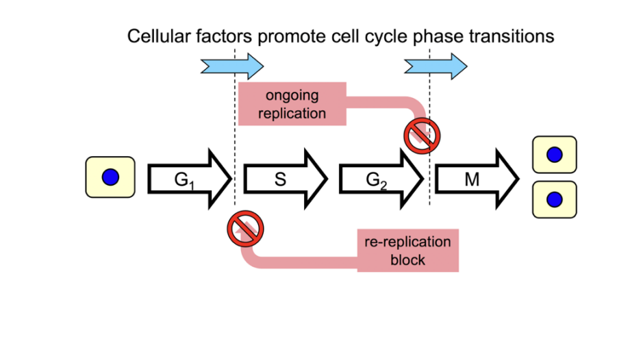 <ul><li><p>mitotic state is dominant over all interphase states</p></li><li><p>Dependency relationships restrict events to occur only once per cell cycle</p></li></ul><p></p>