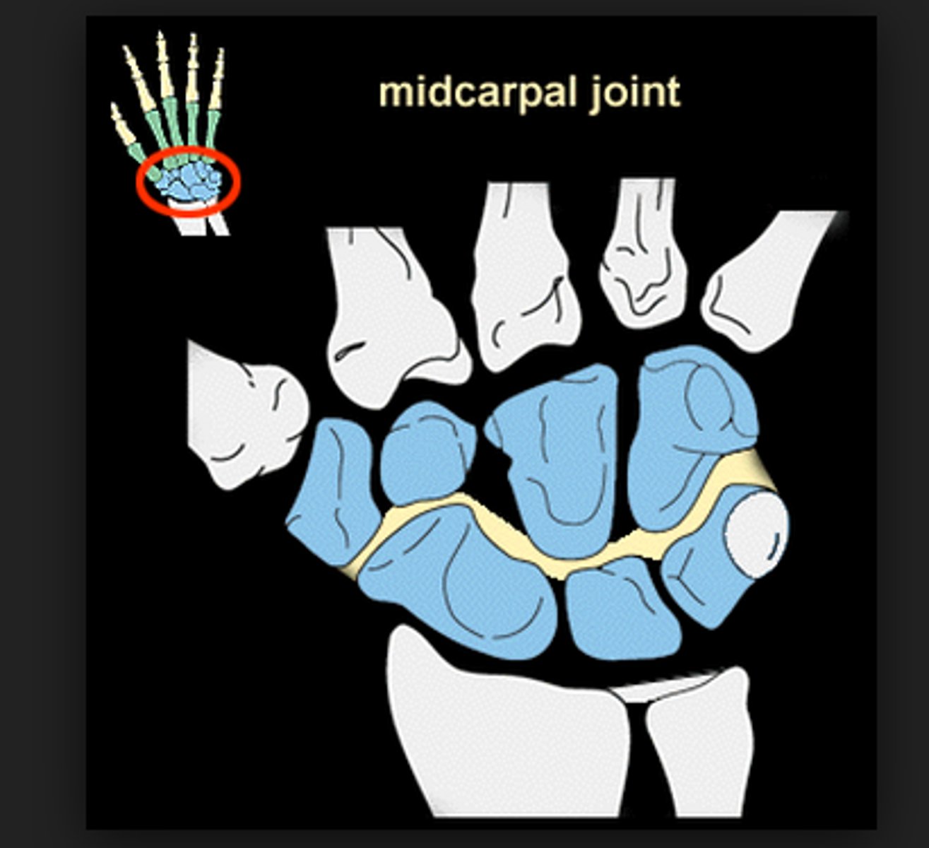 <p>- articulation of the proximal row of carpal bones with the distal row of carpal bones</p><p>- condyloid type of synovial joint</p><p>- permits flexion/extension of radial/ulnar deviation of the wrist</p>