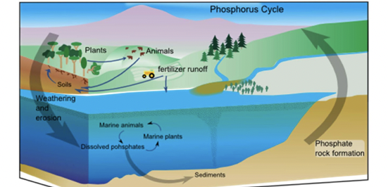 <p>phosphorus cycle</p>