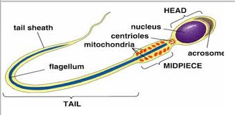 Tail: to propel the sperm to fertilise the egg.
Mitochondria: sperm have many of these cell components, which are the major site of respiration, to provide energy for their journey.
Nucleus: contains only one set of the genetic material.
Acrosome: contains enzymes to allow the sperm to penetrate the outer layer of the egg.