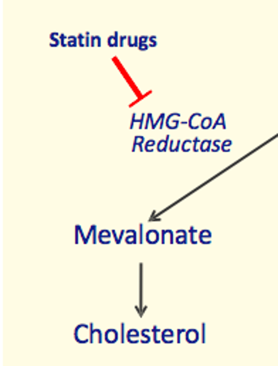 <p>HMG-CoA reductase</p>