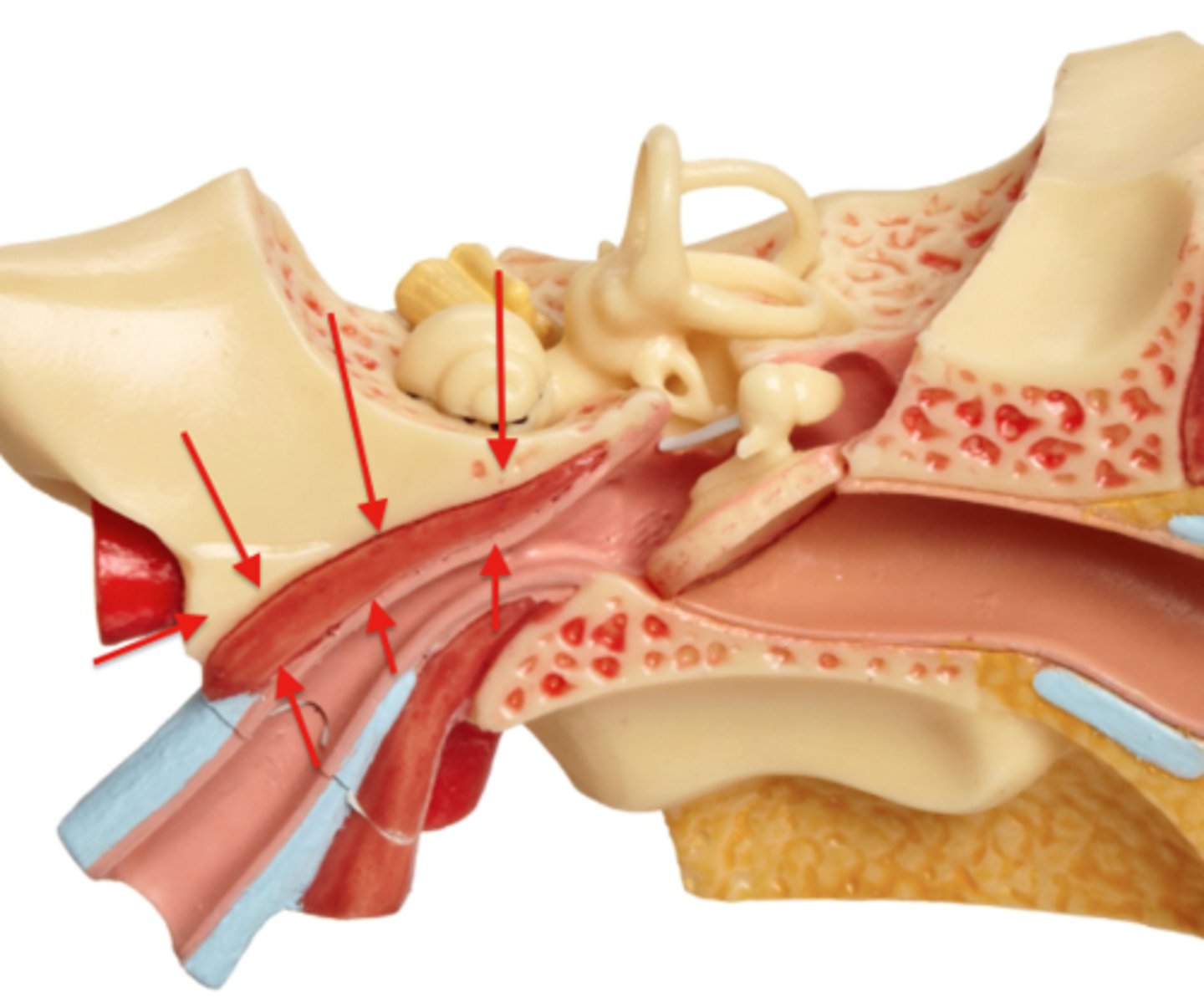 <p>small muscle in middle ear that attaches to malleus bone; tenses the eardrum, which dampens loud sounds and protects the inner ear from damage</p>