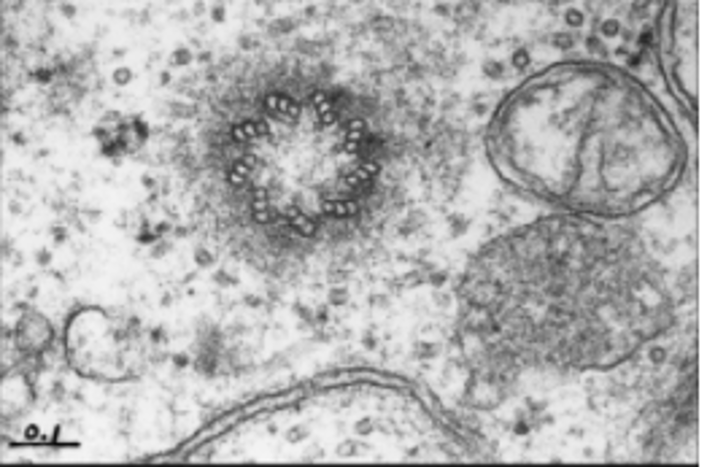 <p>Hollow cylinders containing a ring of microtubules arranged at right angles to each other.</p><p>Involved in cell division lay down the spindle fibres which shorten to separate chromatids</p>
