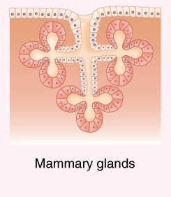<p>Identify the exocrine gland</p>