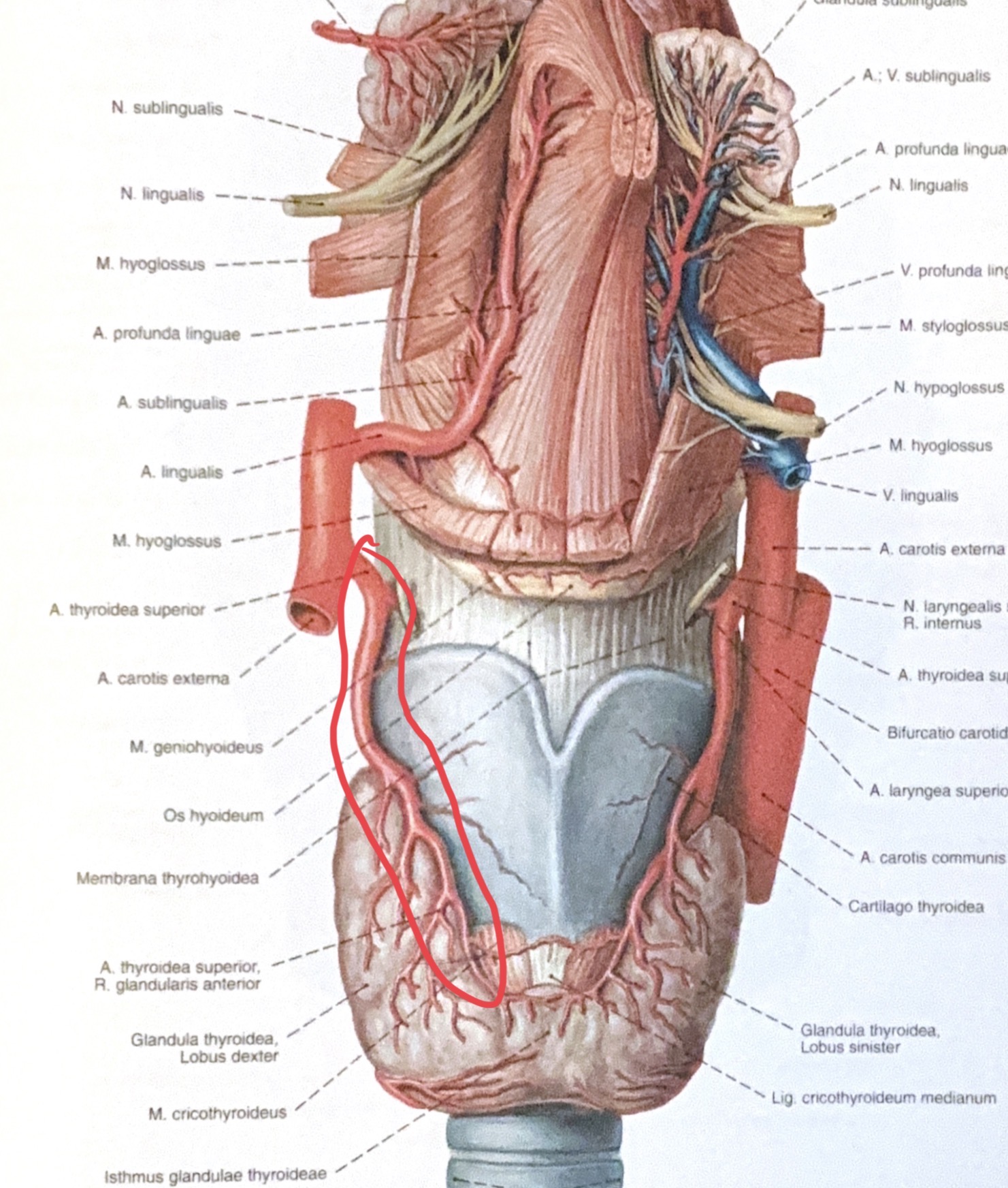 <p>a.thyroidea superior</p>
