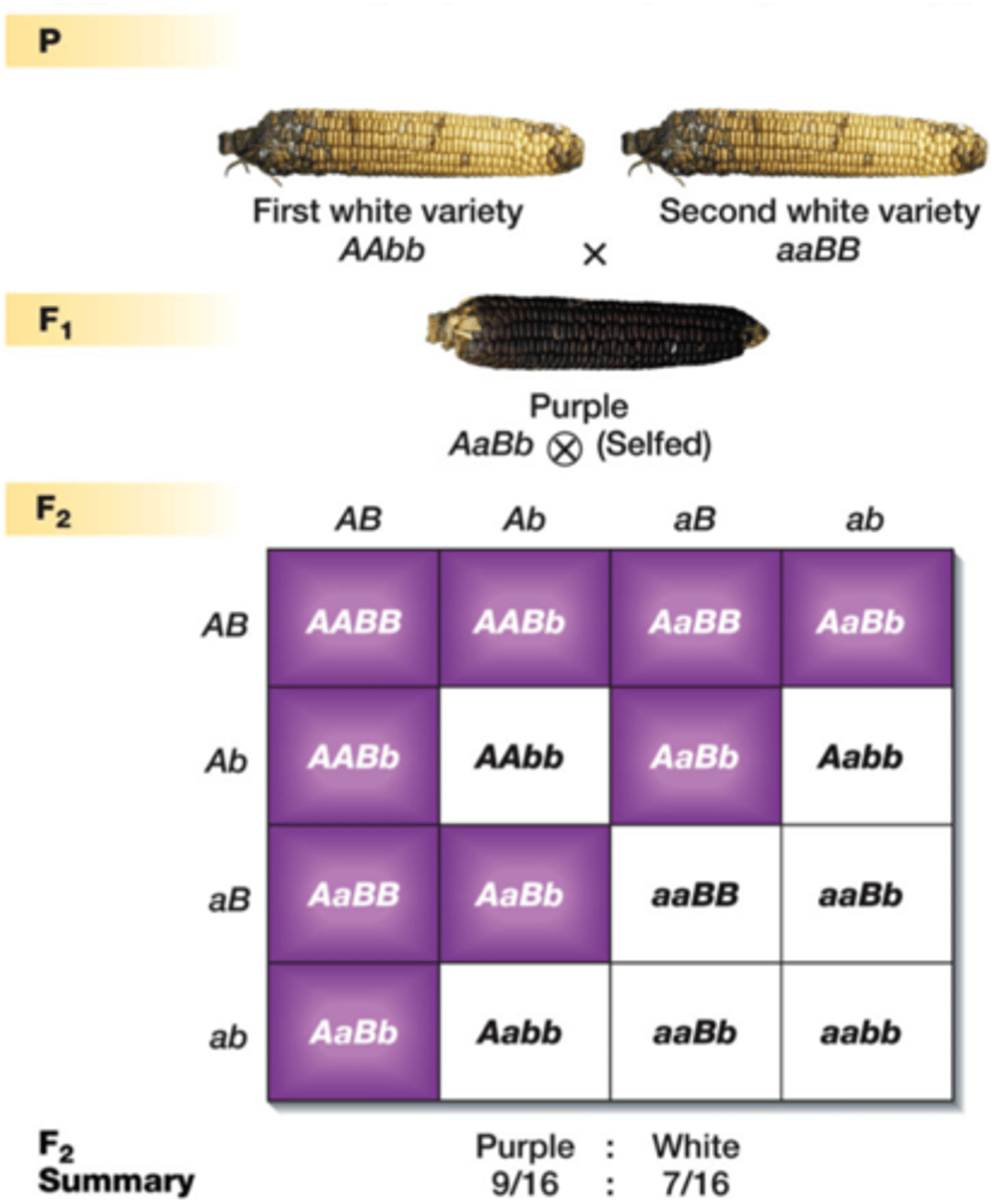 <p>need a functional copy of both genes to get the trait; e.g. corn - one or both genes have the recessive allele resulting in white corn if one dominanat allele is present in either gene the result is purple - 9 purple:7 white</p>