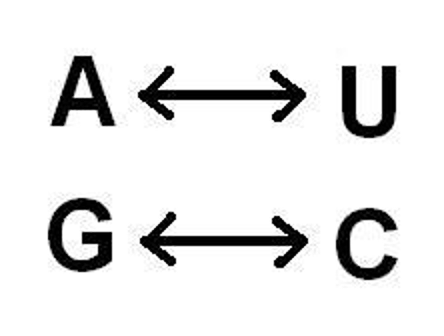 <p>A + U, C + G</p><p>uracil replaces thymine</p>