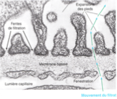<ul><li><p class=""><strong>Fenêtrations</strong>&nbsp;des cellules endothéliales.</p></li><li><p class=""><strong>Fentes de filtration</strong>&nbsp;entre les pédicelles des podocytes.</p></li></ul><p></p>