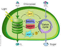 <p>atp and nadph</p>