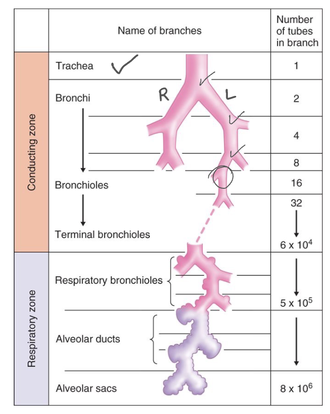 <p>C. Respiratory bronchioles</p>