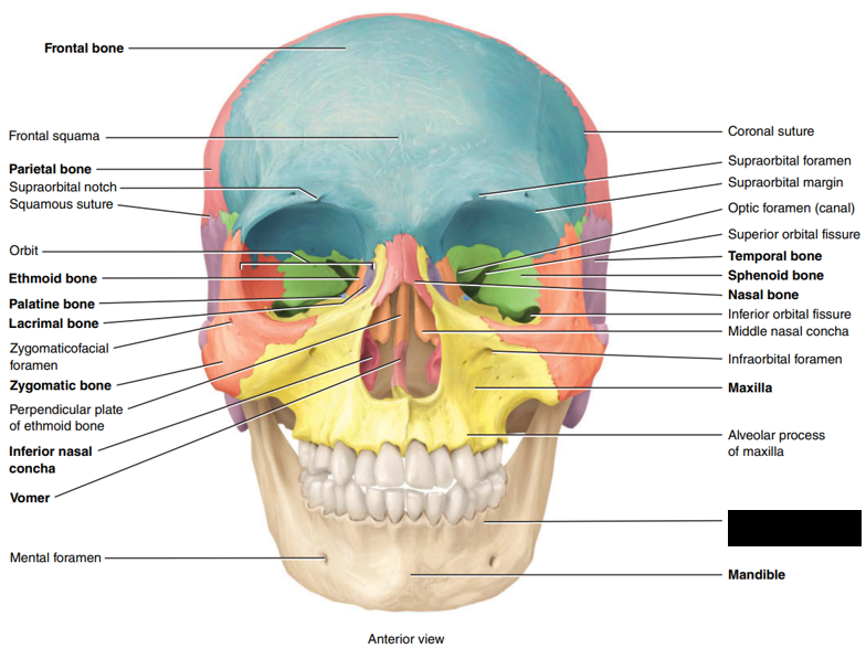 <p>State and identify what part of the cranial bone is being pointed out and censored. </p>