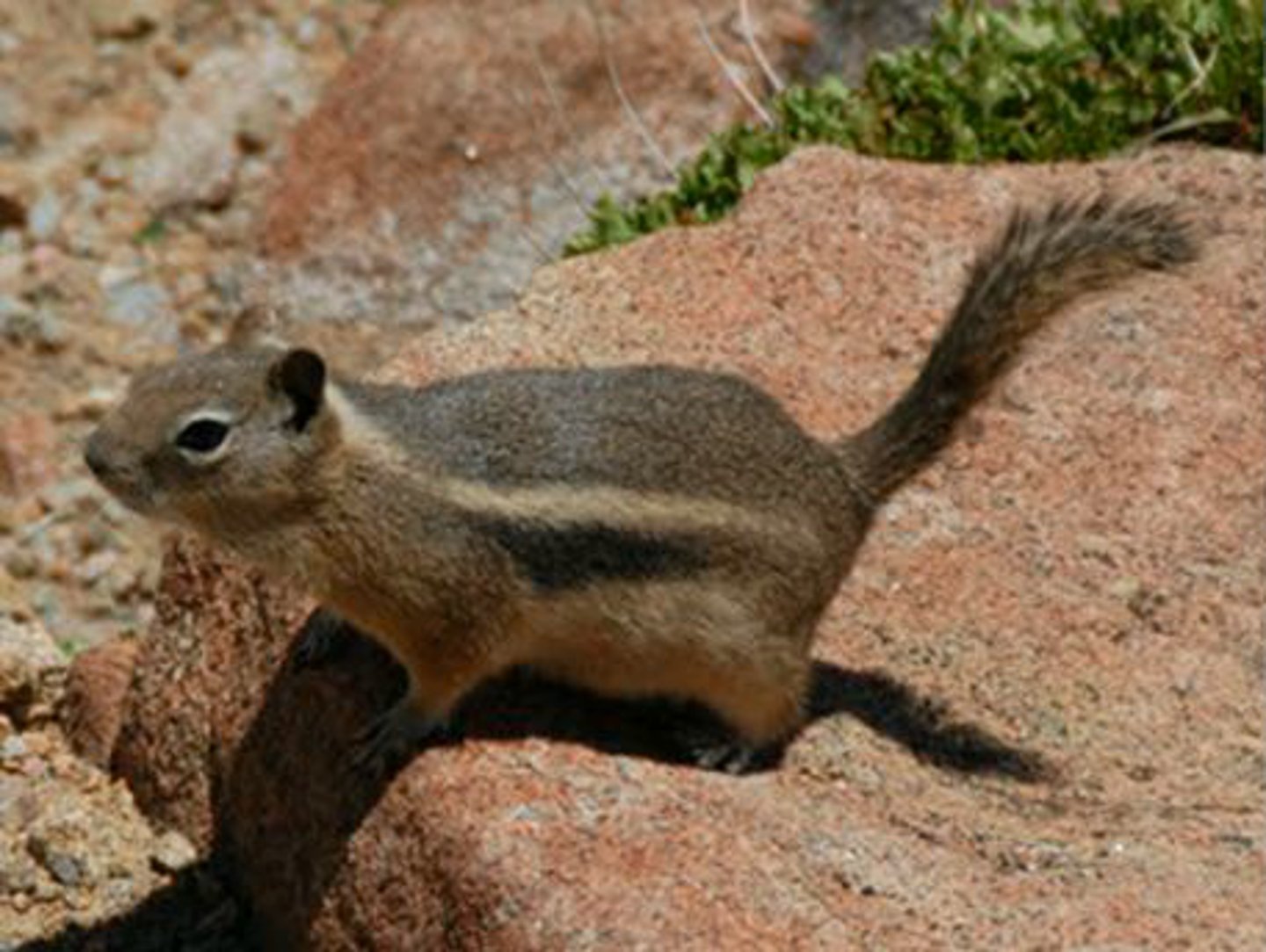 <p>Identify the species shown:</p>