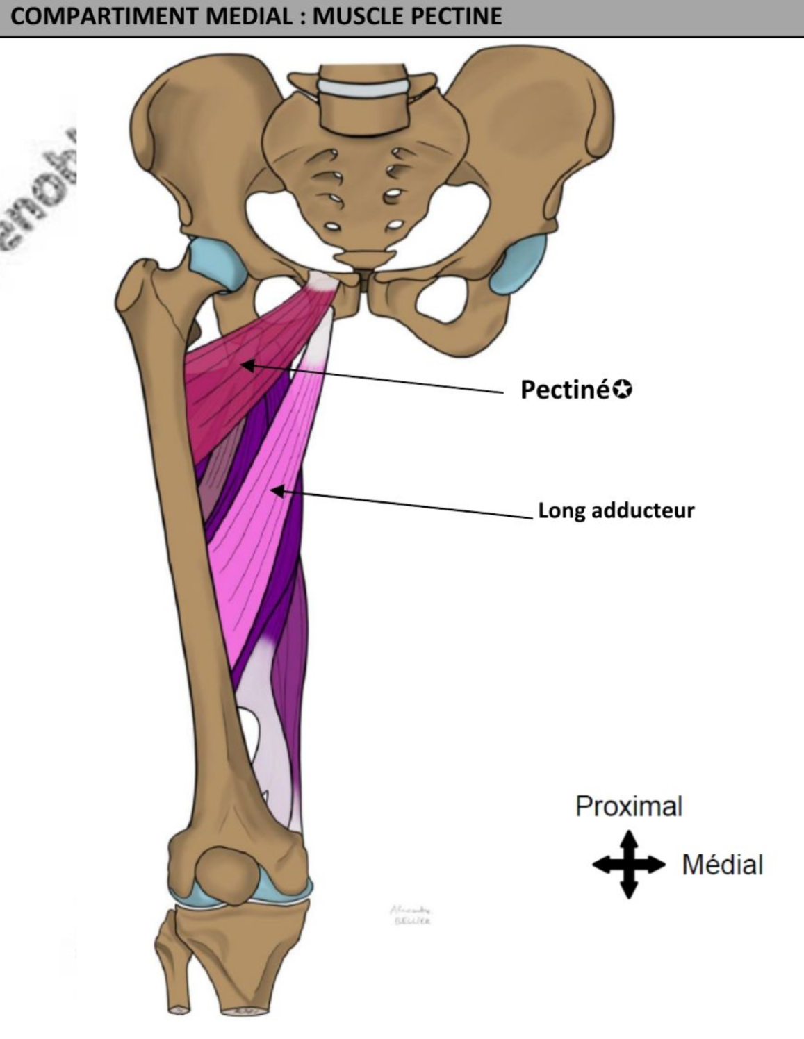 <ul><li><p>aplati, quadrilatère </p></li><li><p>Oblique en bas, en dehors et en arrière </p></li><li><p>Adducteur de hanche, rotateur latéral de hanche </p></li><li><p>Nerf fémoral </p></li></ul><p></p>