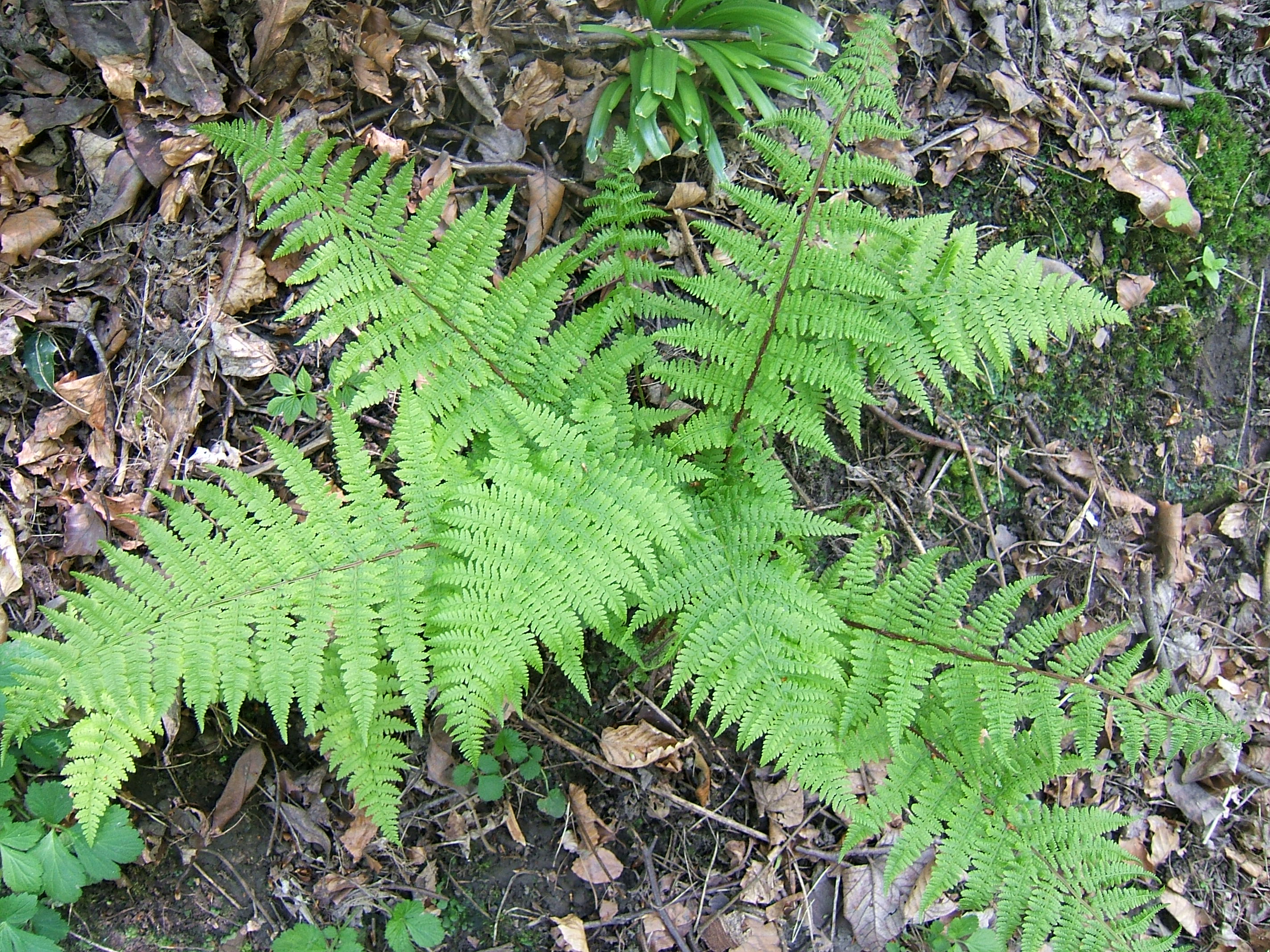 <p>Lady Fern</p>
