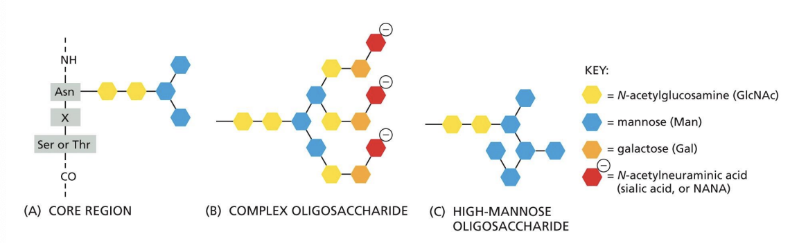 <p>N-glycosylation oligosaccharide sugars are trimmed, and NO sugars are added.</p>