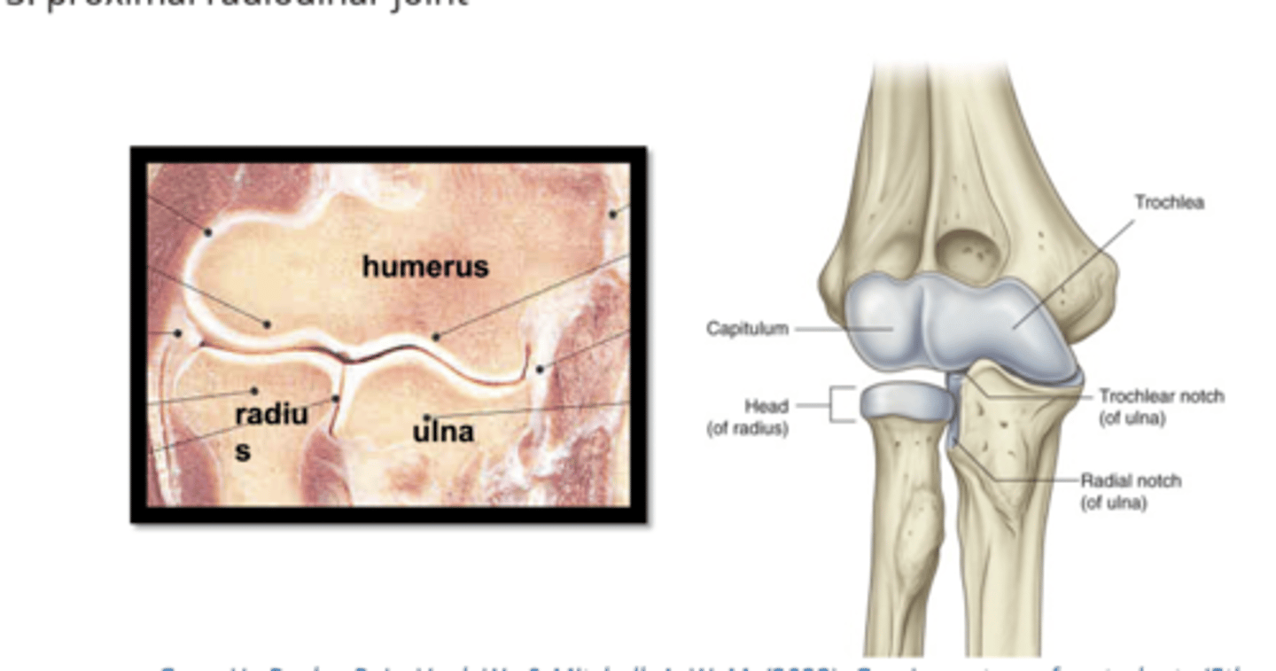<p>Elbow joint complex</p>