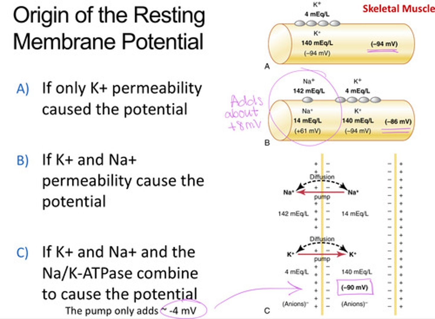 <p>- Na+/K+-ATPase establishing Na and K gradient</p><p>- K+ leak channels letting K+ exit, leaving behind (-) charge</p><p>- Minor contribution for Na+ influx and the Na+/K+ pump, which adds about -4 mV</p>