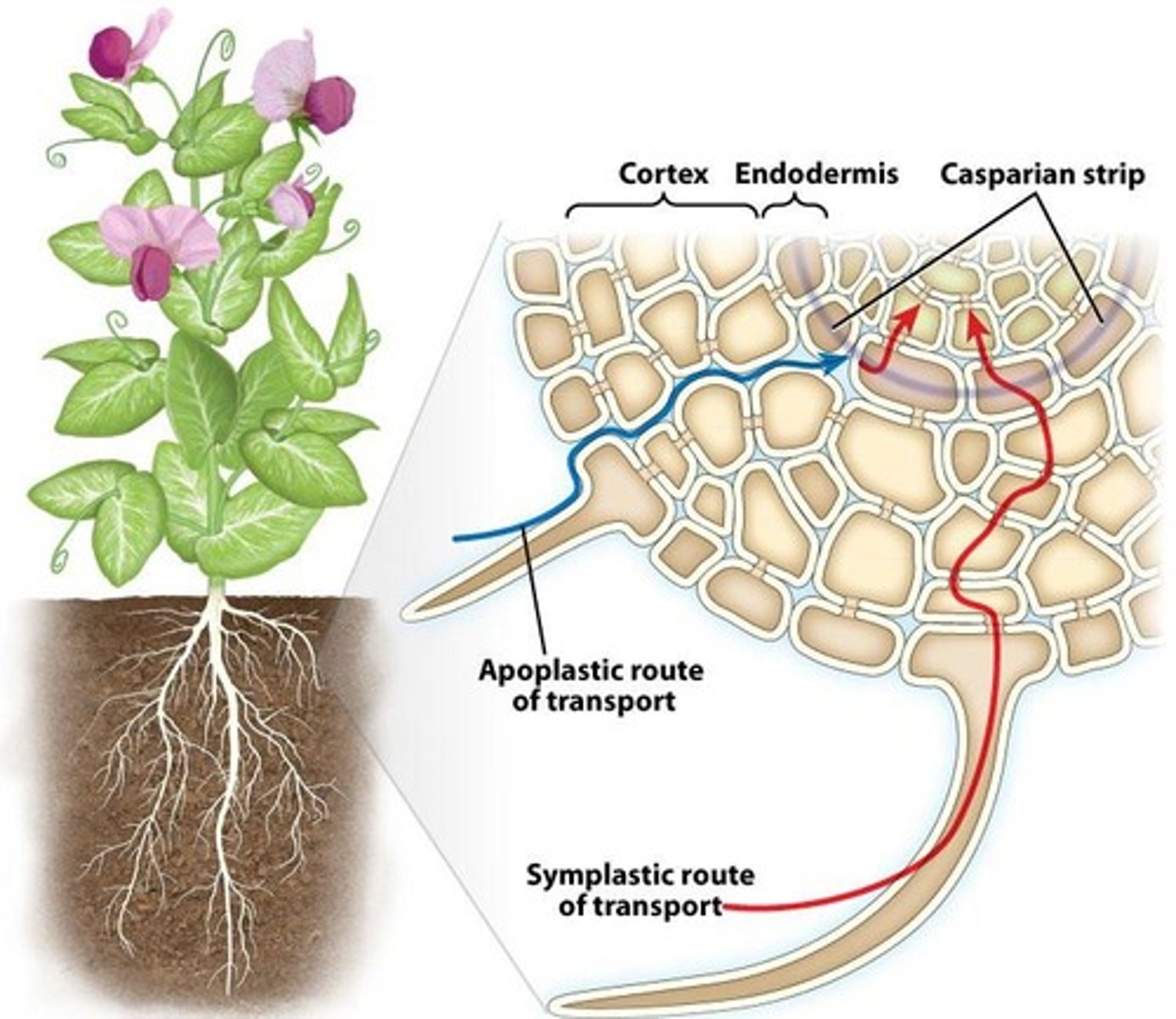 <p>Inner layer of root cortex, regulates water entry.</p>