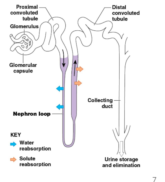 <p>Glomerular capsule, renal tubules (PCT, nephron loop, DCT), collecting duct. Each nephron associated with a glomerulus and peritubular capillaries.</p>
