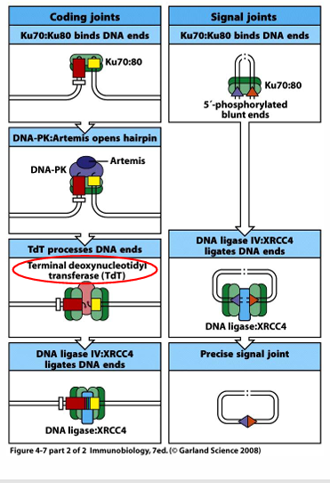 <p>-recombination excision circles (TRECs and BRECs): generated with every TCR &amp; BCR, remain in lymphocyte (tiny episome), TRECs routinely assayed in newborns via heel stick to rule out SCID</p>
