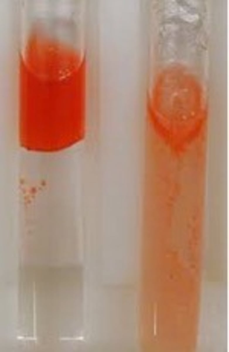 <p>When shaken will turn from brick-red to a red-stained oil layer in the presence of lipids</p>