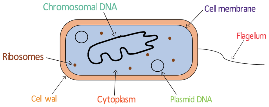 knowt flashcard image