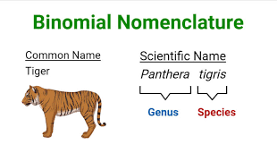 <ul><li><p>the system of naming organisms using a two-part format consisting of the genus name followed by the species name.</p></li><li><p><span>Each species has a unique two-part name.</span></p><ul><li><p><span>Genus: Capitalized</span></p></li><li><p><span>Species Descriptor: Lowercase</span></p></li><li><p><span>Example: </span><em><span>Amphiprion ocellaris</span></em><span> (Ocellaris clownfish).</span></p></li></ul></li></ul><p></p>