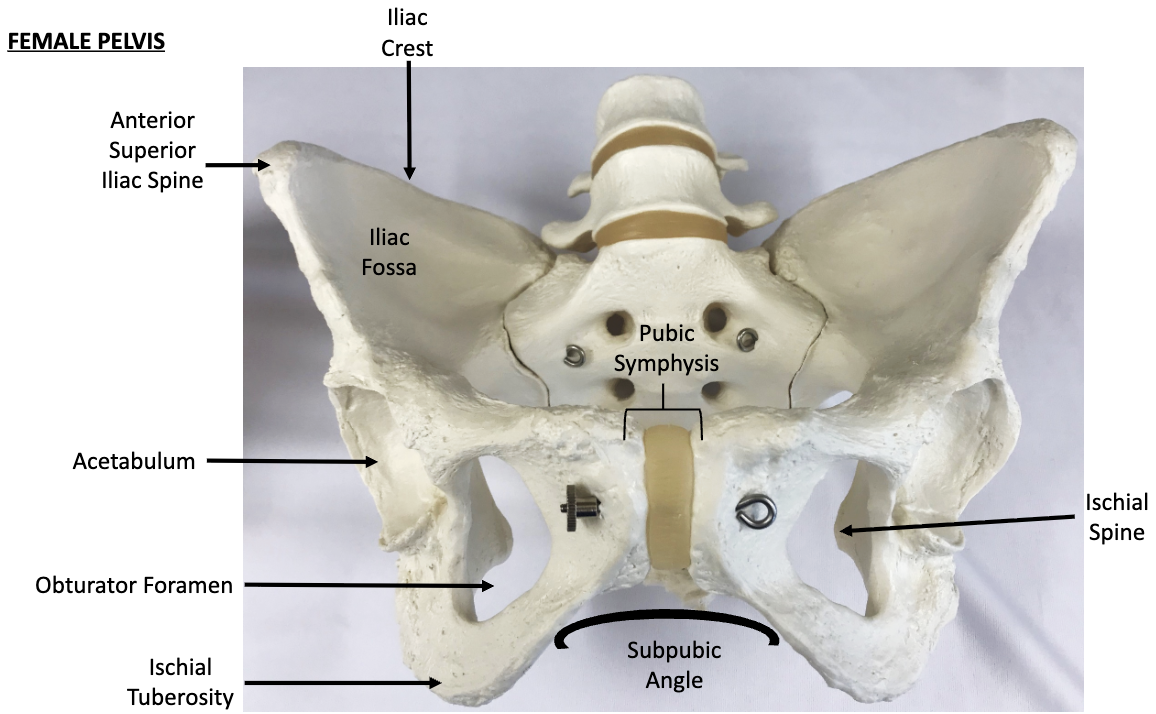 <p>What view of the Os Coxae is this? (female pelvis)</p>
